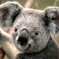 Валютная коала